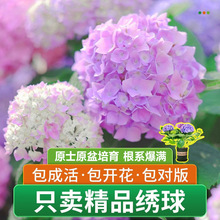 ľԻ˺BoM̨ͥԺ־ļ_Gֲ