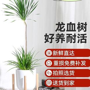 ���s�L�W�t��Ѫ��͏d�������p�ӃɌ���횘���;Gֲ�k���҃��辰