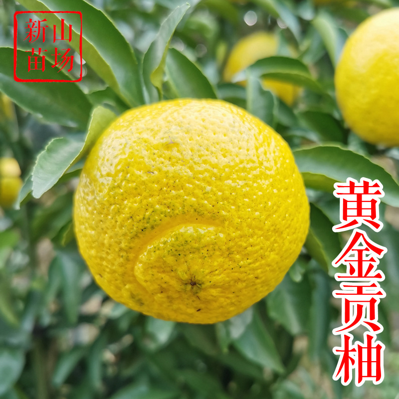 黄金贡柚苗 正宗新品种嫁接阳光春香柚象山青桔柚树苗基地简介绍