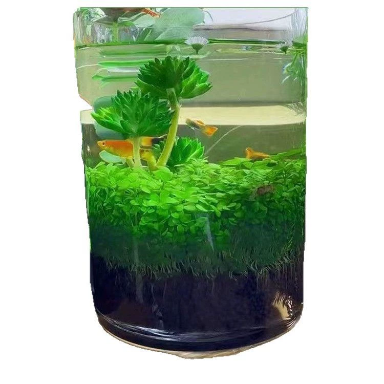Aquatic plants, creative aquarium, bottle