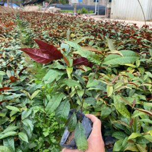 �t�����ϱ���ر�����С���r����ֱ�N����ă�