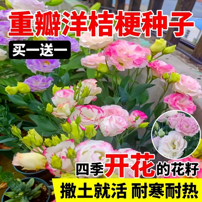 Импортированные семена цветов лизиантуса с двойными цветками, посеянные и цветущие в любое время года, легко живущие семена цветов, семена цветов для улицы.