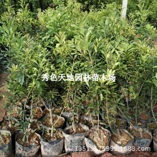 �|����÷��������ڼ޽ӹ����玧�����~��̿��÷���Ϸ������Nֲ