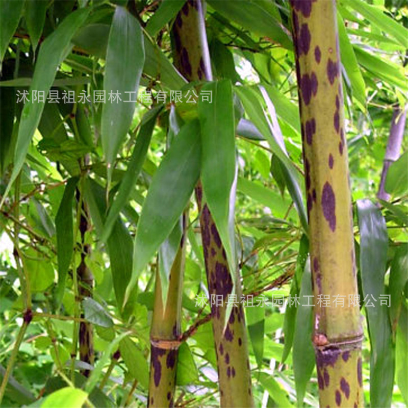 园林绿化苗木植物斑竹苗批发商工程基地四季种植庭院竹子行道风景