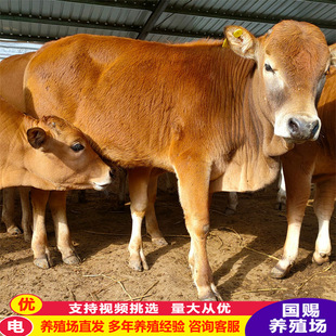 ���ʼ���ţ�����Sţ��ţ�ٶ���һ�^�Sţ�Bֳ��ó��� ������ţ