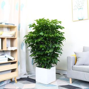 Happy Tree Potted Indoor Formaldehyde-Removing Large Green Plants Easy to Grow Florals Living Room Office Home Large Plants