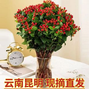 Yunnan Kunming Red Bean Flower Wholesale Acacia Bean Flower Wholesale Base Straight Hair Flower Shop with Flowers and Fresh Cut Flowers