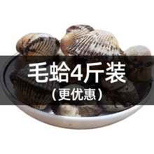 十里馋舟山新鲜毛蛤 500g装毛蚬毛钳海岛贝类赤贝血蛤银钳雪蛤海