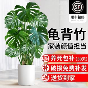 ������͏d�������Ϙ�ֲ���k���Ҵ��;Gֲ�҃��辰�����՚�����ȩ