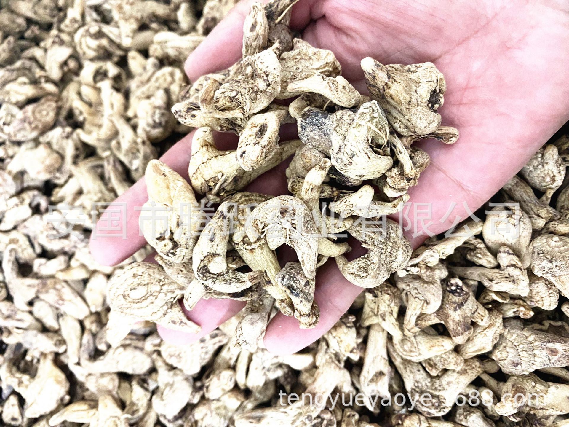 Dried Bletilla Rhizome Bai Ji 白芨 Whole Root Bulk Chinese Herb 500g quality and texture