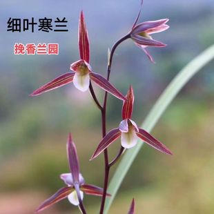 ���~���m�m���綬���_�����㎧�����҃Ȼ��ܾGֲ����1���m��Ʒ