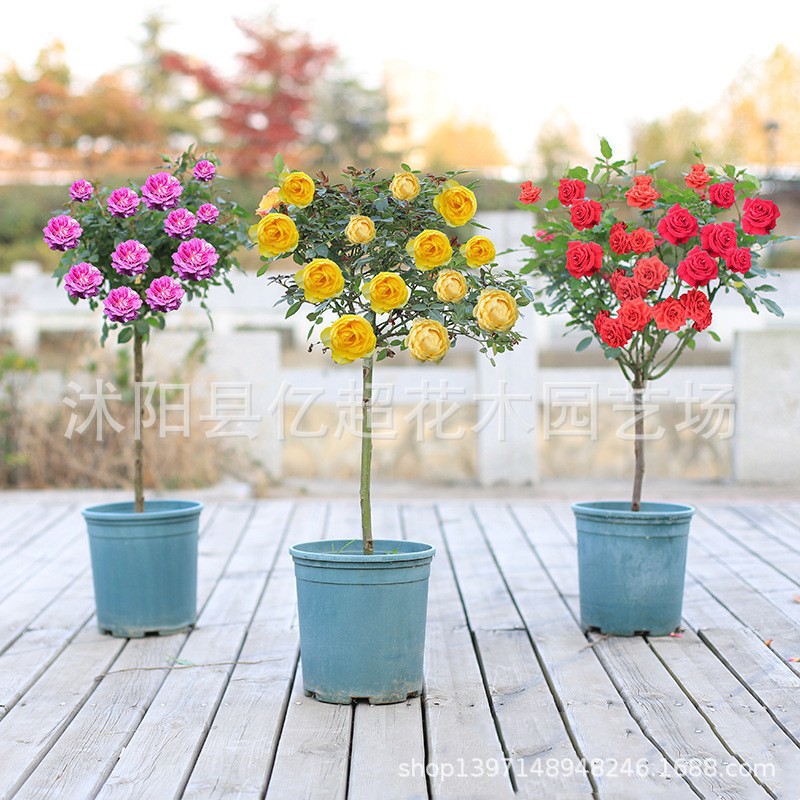 棒棒糖树桩月季花苗特大花朵花卉植物庭院四季开玫瑰带花树状月季