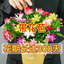 зצ�m���Ԏ��������������ֲ̨���҃ȶ����_���Gֲ�������Կ͏d