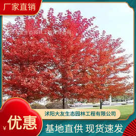 基地批发 自产自销美国红枫树苗 景区造景道路园林工程绿化苗