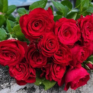 Fujimoto European Moon Red Dragon Sand Gem Courtyard Climbing Vine Four Seasons Large Fragrant Flowers Multi-Flower Heat-Resistant Seasonal Flower Seedlings