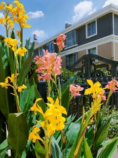 Canna Bulbs Are Easy to Grow, Hydroponic Flower Pots, Outdoor Courtyard Greening Ground Plants, Flower Seedlings, Perennial Rhizomes
