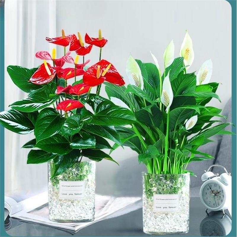 5-8개의 국화 + 6-9개의 고품질 흰색 야자나무(둥근 유리 + 크리스탈)