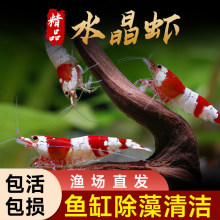 水晶虾鱼苗观赏虾除藻宠物虾淡水鲜活虾苗活虾超大号清洁黑壳虾