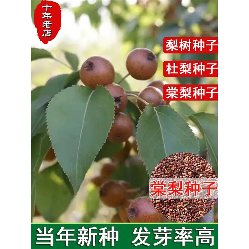 梨树种子杜梨种子棠梨种子土梨海棠梨种子野梨种子砧木果树种籽子