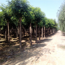 香花槐基地价格  红花槐量大  红花刺槐树苗规格齐全 嫁接香花槐