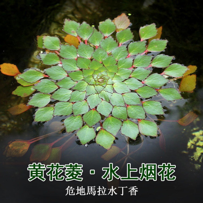 浮萍水上烟火黃花菱水生植物水草微景观危地馬拉水丁香非碗莲睡莲|ru