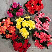 重瓣丽格海棠盆栽带花苞四季开花玫瑰海棠花室内阳台庭院绿植花卉