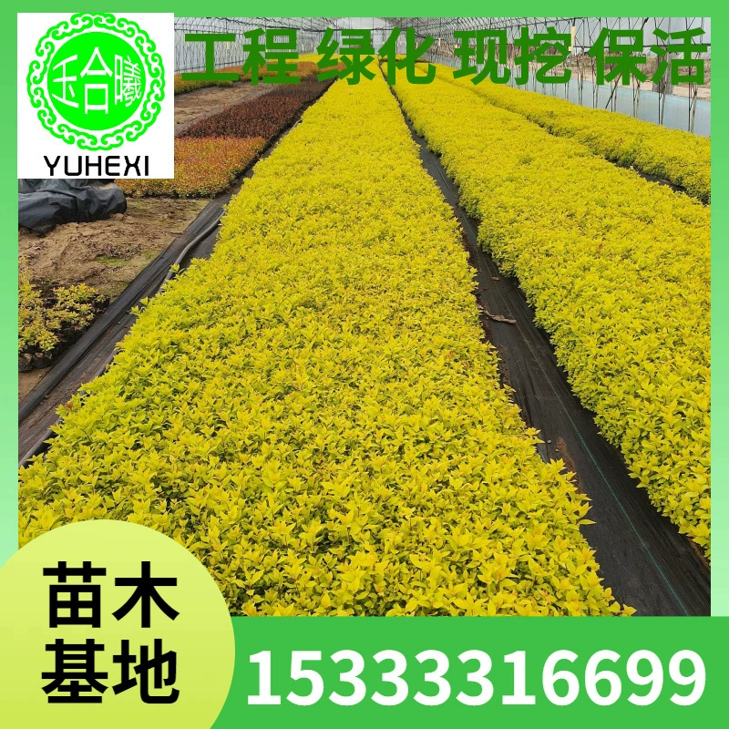 Саженцы Golden Flame Саженцы Golden Cup Саженцы на открытом воздухе 10-40cm Цветочная клумба Общественное почвопокровное растение Кустарниковая изгородь