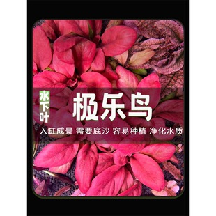�O���B����ĸ��t��ʯ�����ǰ�������쾰��������ˮ���~ϡ��ˮ��