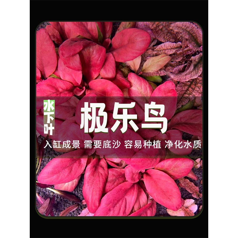 极乐鸟带根母株红宝石阴性中前景椒草造景懒人新手水下叶稀有水草