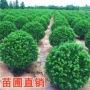 球型大叶绿化庭院黄杨球
