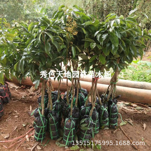 Ice Lychee Saplings, Lychee King Seedlings, Grafted Fruit Saplings, Green Seedless Cinnamon Flavor, Feizixiao, Planted in All Seasons in the South