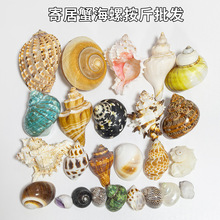 天然海螺壳各种寄居蟹替换壳卷贝鱼水族装饰鱼缸造景按斤批发
