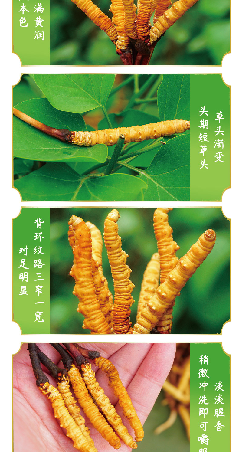 新鲜虫草_10.jpg