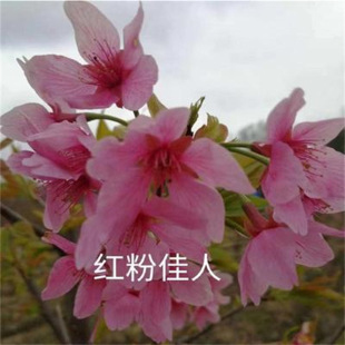 һ�����l�G����ľ�������ձ��޽�������ͥԺ��Ⱦ����Ұ