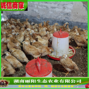Ó���K���u�����u�л��w�����ֱ��ɽ�ط��B�ʹ���׻���B������