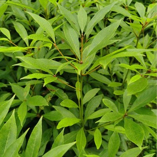 闽楠 基地直销闽楠树苗优质木材庭院绿化公园景观观赏树种-阿里巴巴