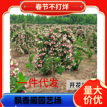 一件代发五彩锦带花树苗高杆锦带花苗阳台盆栽花卉庭院耐寒耐旱大