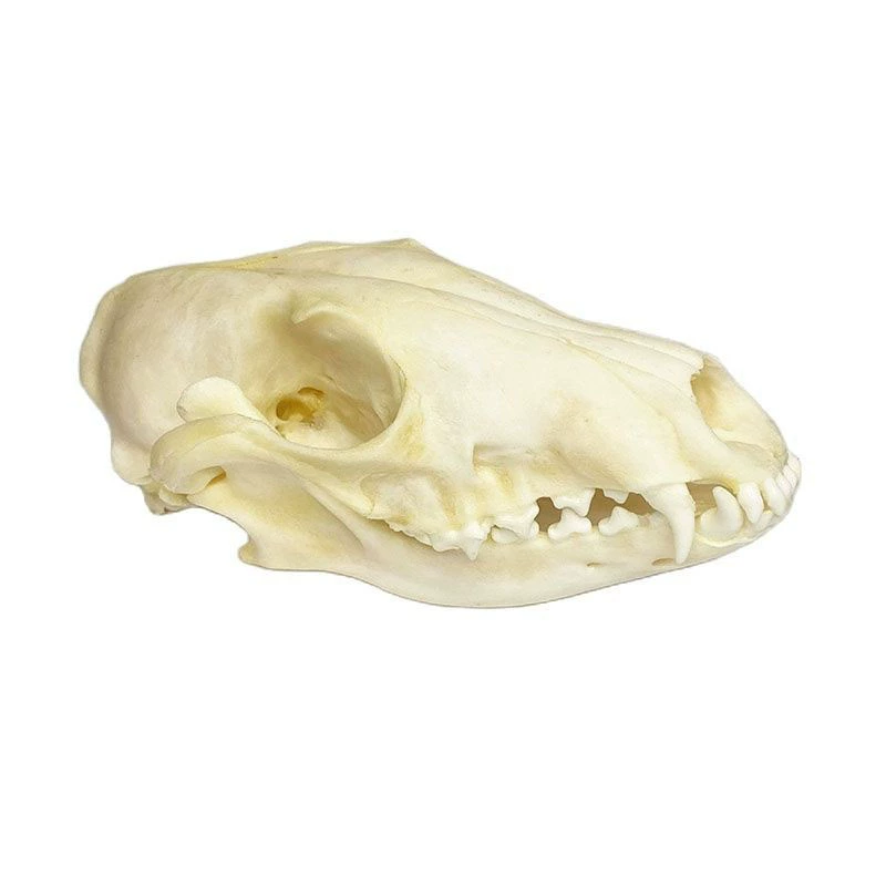 Sample, skeleton, skull model, fox, raccoon