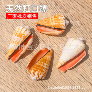 Natural Conch Shell Red-Mouthed Conch Fish Tank Landscaping Decoration Ornaments DIY Floor Layout Handicrafts Wholesale