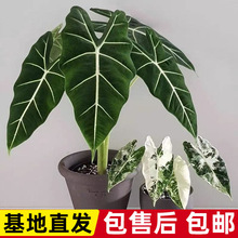 海芋盆栽室内大型观叶绿植网红大叶天鹅绒客厅四季常青好养