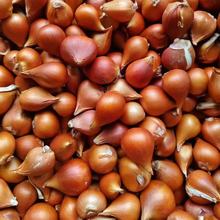 论斤重量批发郁金香种球种芽土培水培室内外种植郁金香小球包邮