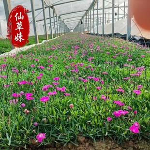 Factory Wholesale Cold-Season Perennial Florals European Dianthus Cup Seedlings Community Park Greening Project Can Be Used to Make Flower Sea Dianthus
