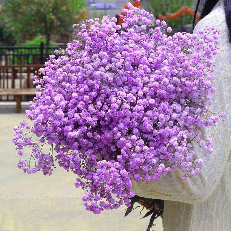 Gypsophila Dried flowers Of large number wholesale Bouquet of flowers Air drying natural Super large On the pounds a living room decorate Decoration vase