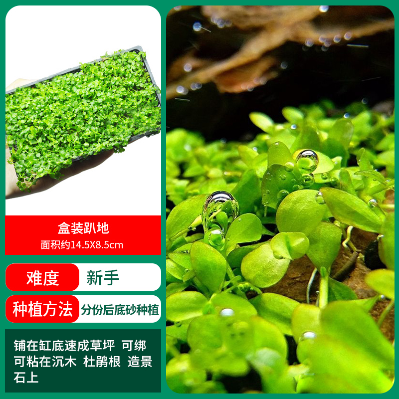 가격 대비 가치가 높은 박스형 로우 펄 [얼리 어답터 가격]❤특별한 제안]