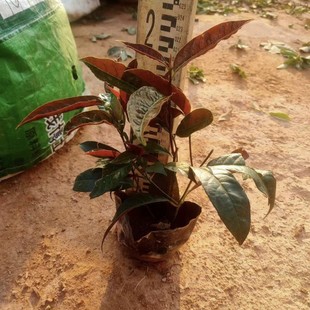 2412B �t���� �ϱ��� �ر�����С���r ����ֱ�N ����ă�