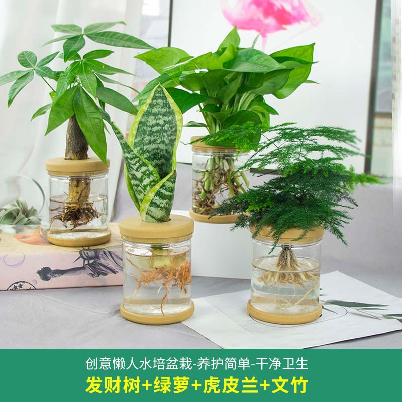 Plantas hidropónicas en maceta de flores de oficina de flores pequeñas plantas verdes en todas las estaciones, fácil de cultivar plantas en maceta de agua suculenta.