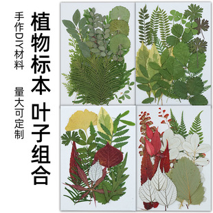 Dried Flower Embossing Material Kit, Pressed Flower Bookmarks, Real Leaves, Plant Specimens, Resin Phone Case, Face Makeup, Handmade DIY