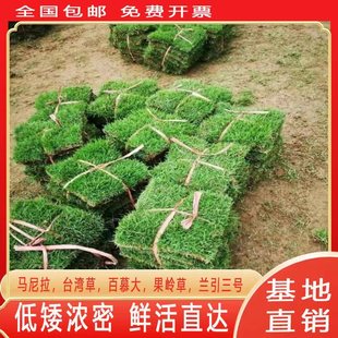 Real Grass Turf for Villa Courtyard Greening Project, Taiwan Grass, Manila Grass, Evergreen, Easy to Maintain and Resistant to Foot Traffic