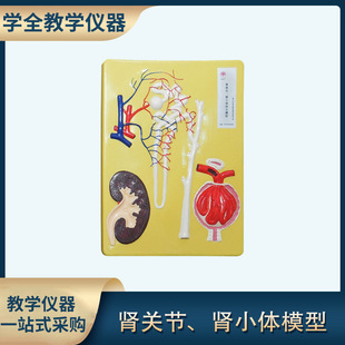 Nephron and renal corpuscle model Junior High School High School biological experiment equipment Middle School teaching instrument