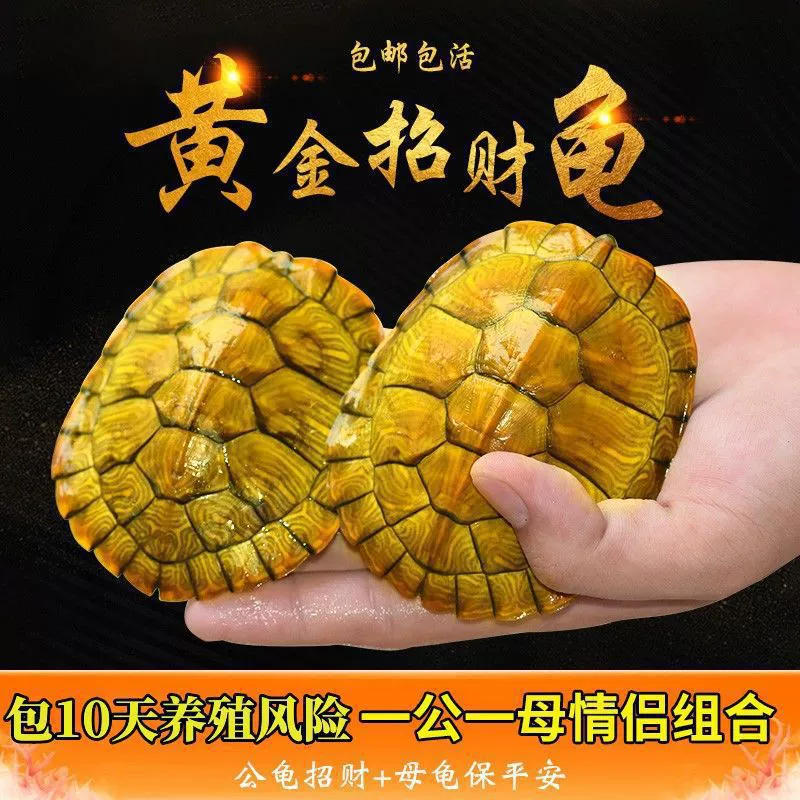 Живая черепаха, бразильская черепаха, пара золотых черепах, декоративное животное, подходящее для домашнего содержания, черепаха-денежка, черепаха-яйцо.